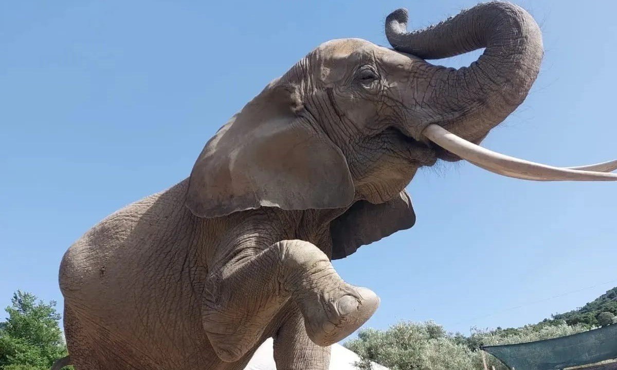 Domatrice schiacciata da un elefante allo zoo safari di Maida: è grave