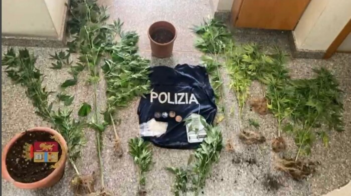 Droga: scoperta e sequestrata piantagione a Tropea