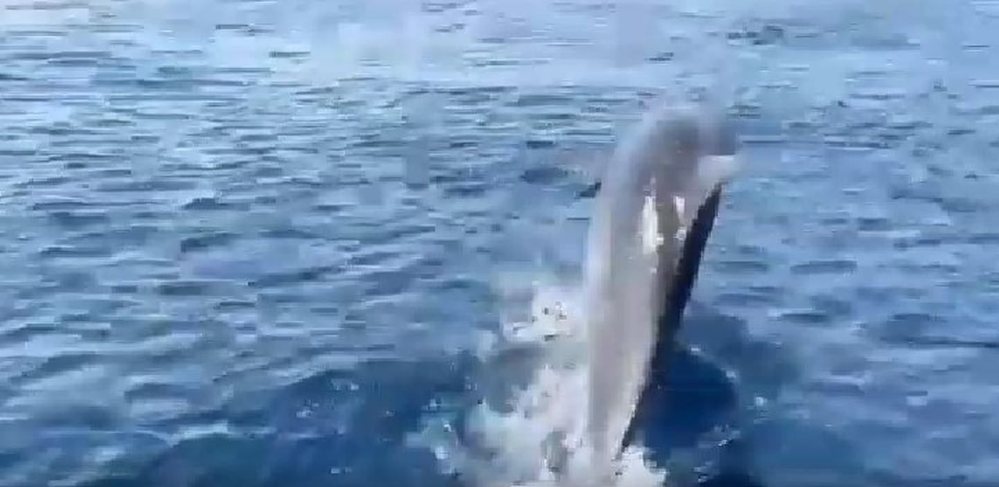 Lo spettacolo dei delfini nello Stretto di Messina, il video