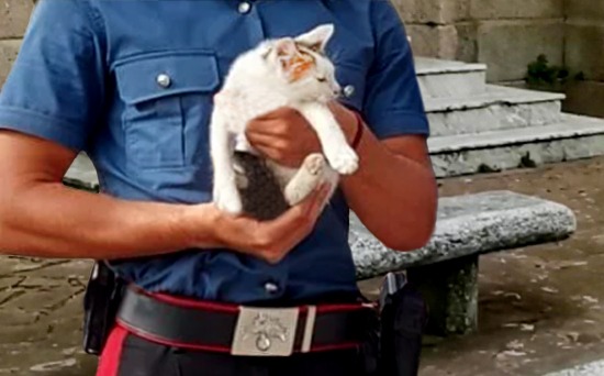 Reggio Calabria –  Polistena,  maltrattamenti a un gattino:denunciati tre giovani