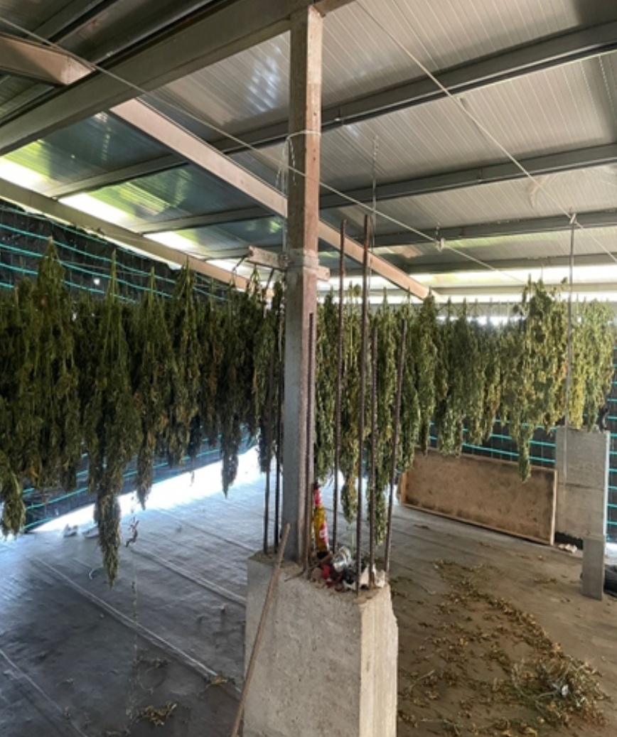 Rosarno (RC) – Sequestrate oltre 18mila piante di marijuana: 11 arresti