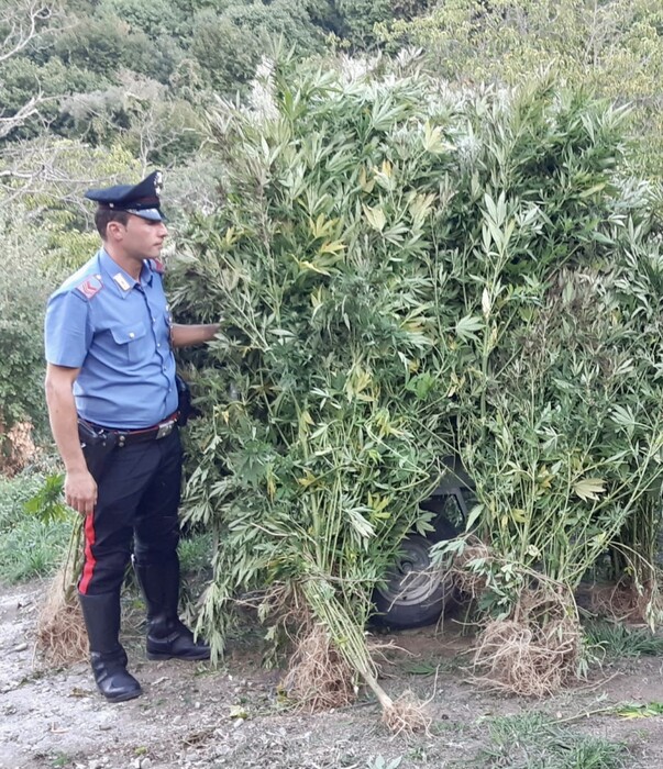 Scoperta piantagione di marijuana nel catanzarese