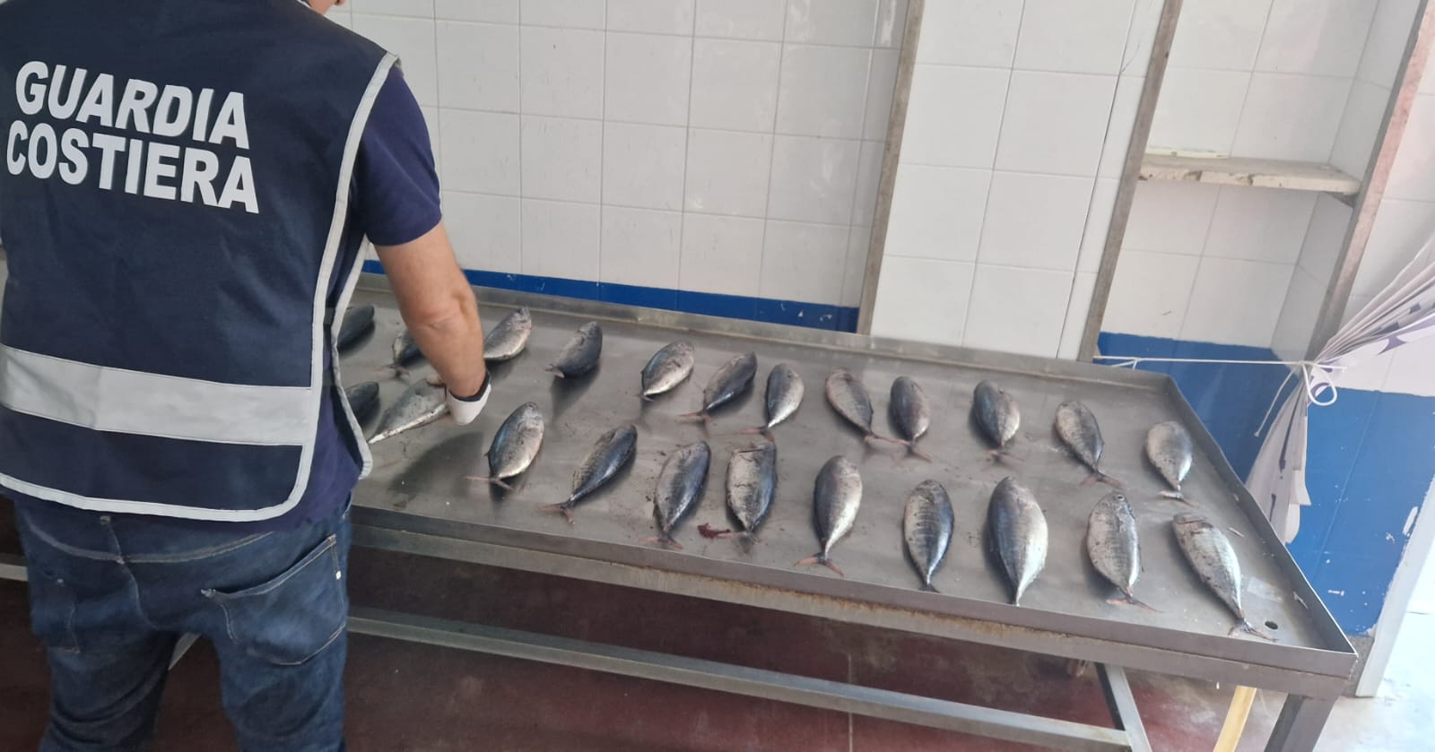 La Guardia Costiera di Vibo Valentia sequestra 28 esemplari di tonno sottomisura