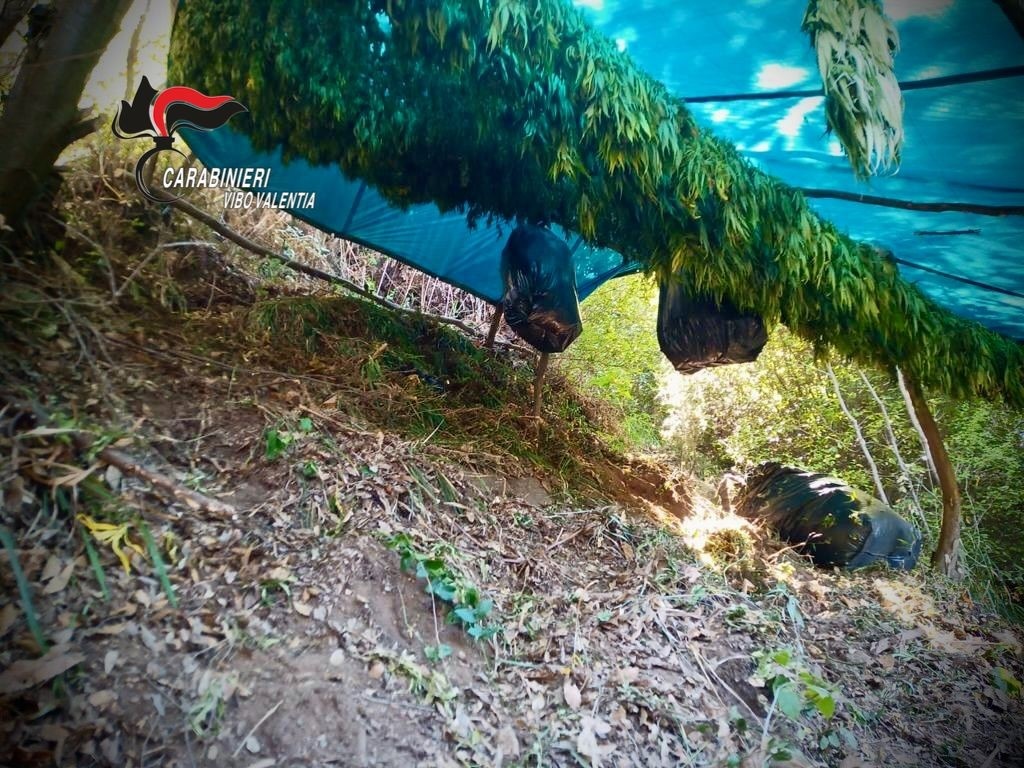 Fabrizia, i Carabinieri scoprono un essiccatoio di canapa indiana