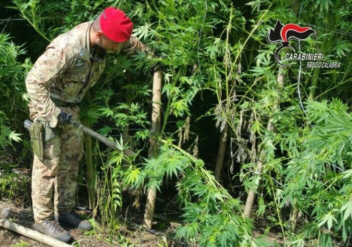 Droga e armi scoperte e sequestrate nel Reggino