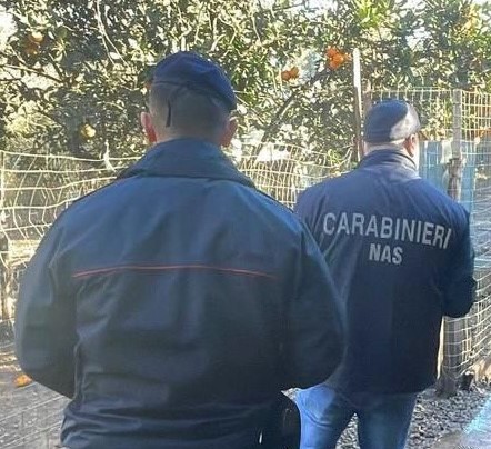 Reggio Calabria – Blitz dei Nas nei canili: sequestrate tre strutture