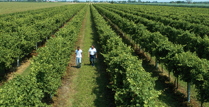 Reggio Calabria – Opportunità di lavoro in agricoltura. TIMAC AGRO Italia cerca nuovi agronomi