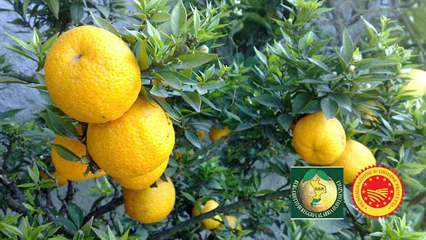 Il Bergamotto di Reggio Calabria protagonista al MacFrut di Rimini