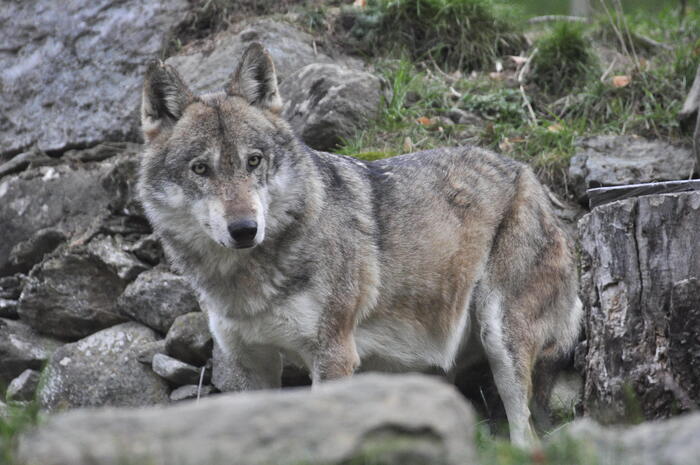 Mandrie di bestiame aggredite dai lupi in Calabria, è allarme
