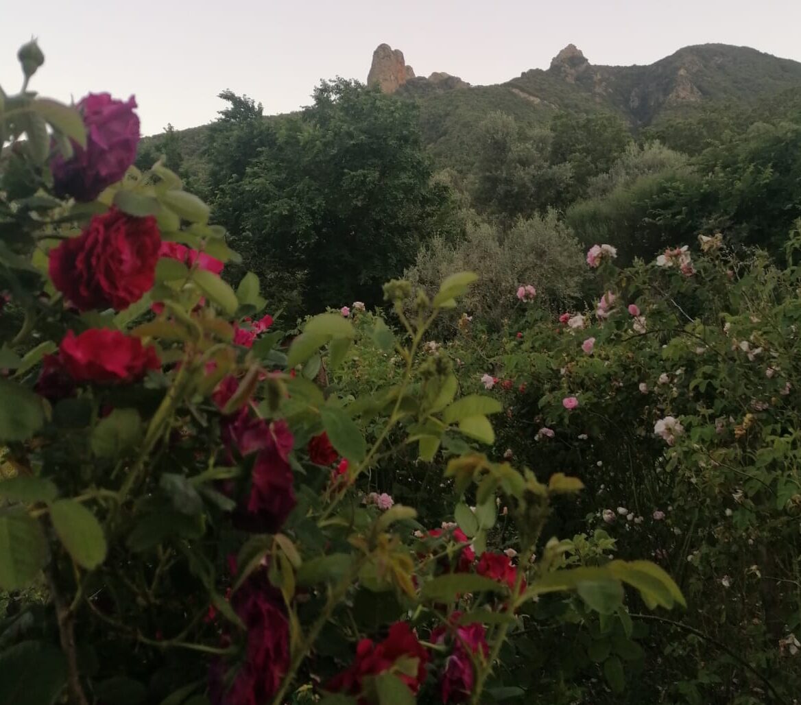 Alla Casa delle Erbe della Locride il 21 maggio l’evento che celebra la regina dei fiori
