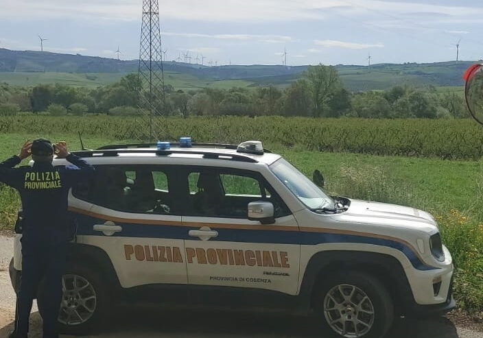 Cosenza – La Polizia Provinciale attua un piano di sorveglianza dei nidi di Cicogna bianca