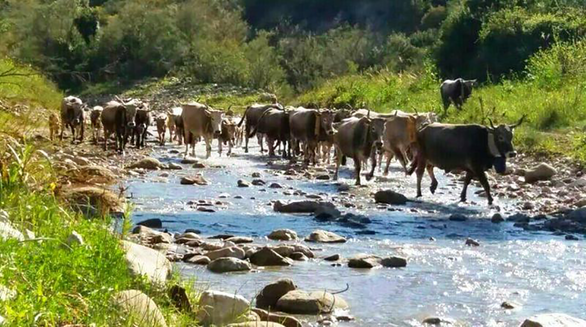 Transumanza: si potrà effettuare entro tre mesi dai controlli degli animali. Accolte le richieste della Coldiretti Calabria