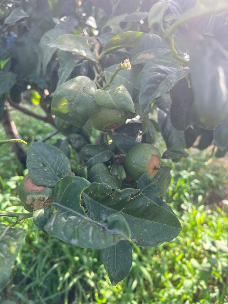 Le condizioni climatiche danneggiano il bergamotto. Coldiretti Reggio Calabria chiede l’avvio delle procedure per lo stato di calamità