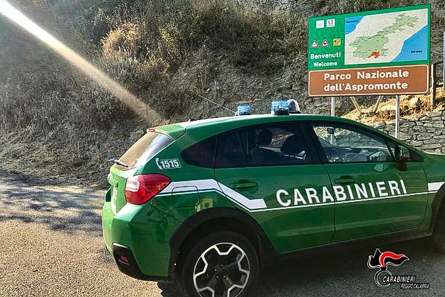 Cacciavano illegalmente esemplari di ghiro, due denunce nel Reggino
